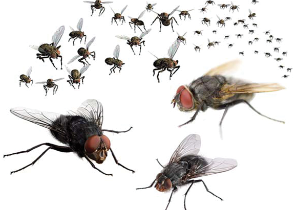 Disinfestazione <br> Mosche